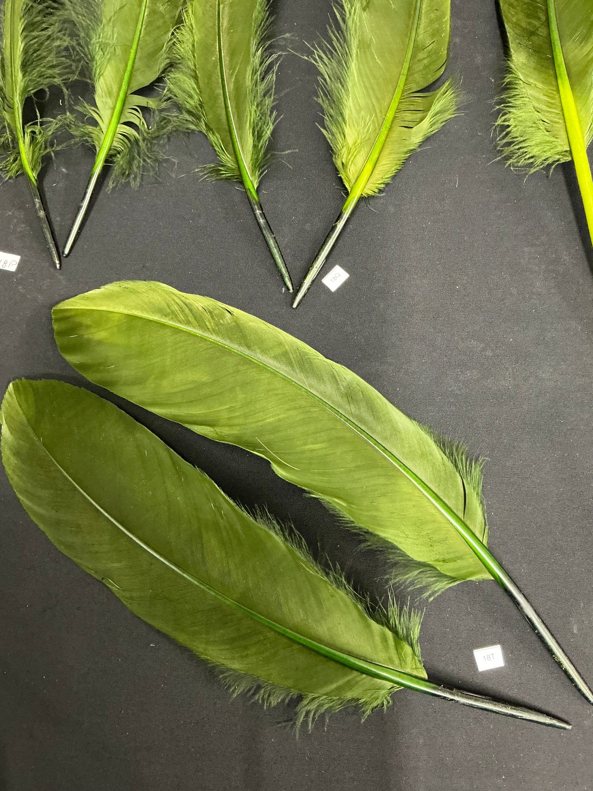 Large Dyed Swan Wing Feathers Forrest Green