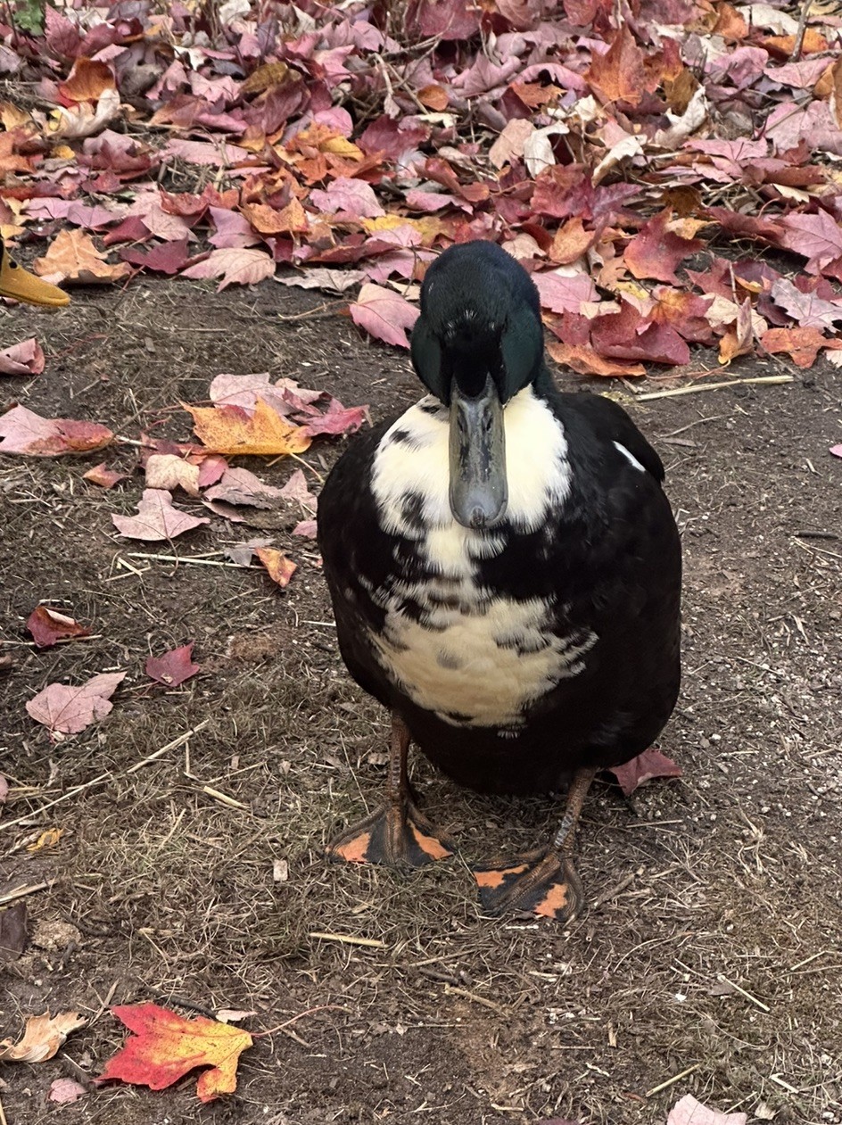 4 BLACK SWEDISH DUCK EGGS- WILL SHIP SAME DAY LAID