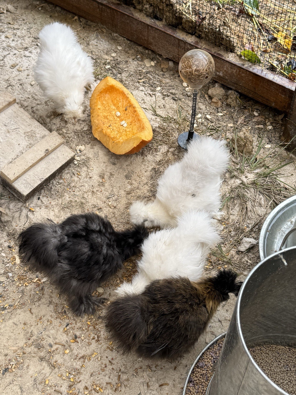 6 Silkie Hatching Eggs – Bearded, Fluffy, Show Quality Mix – Assorted Color