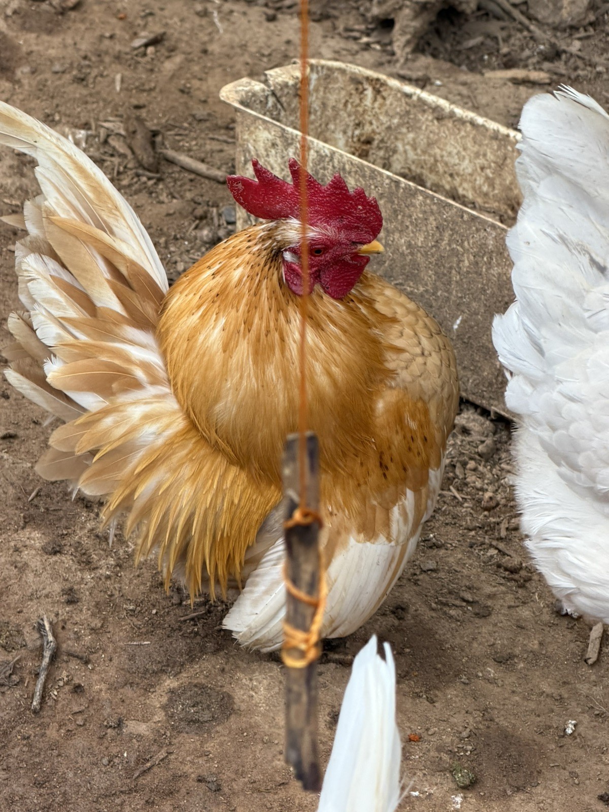 10 + small Serama Chicken Hatching Eggs