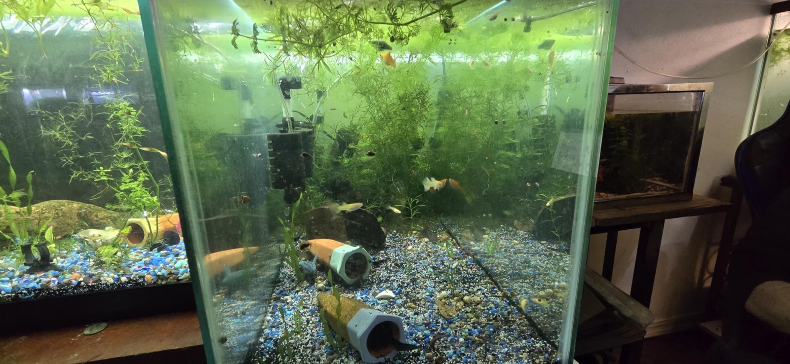 🌿💧 LIVE Mystery Aquarium Plant Pack – Beginner Friendly! 💧🌿 10 plants