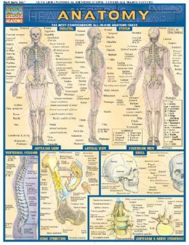 Anatomy (Quickstudy: Academic) - Pamphlet By BarCharts, Inc. - GOOD