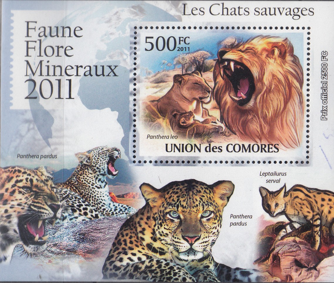 W COMORO Y2011 (04) (2) WILD CATS