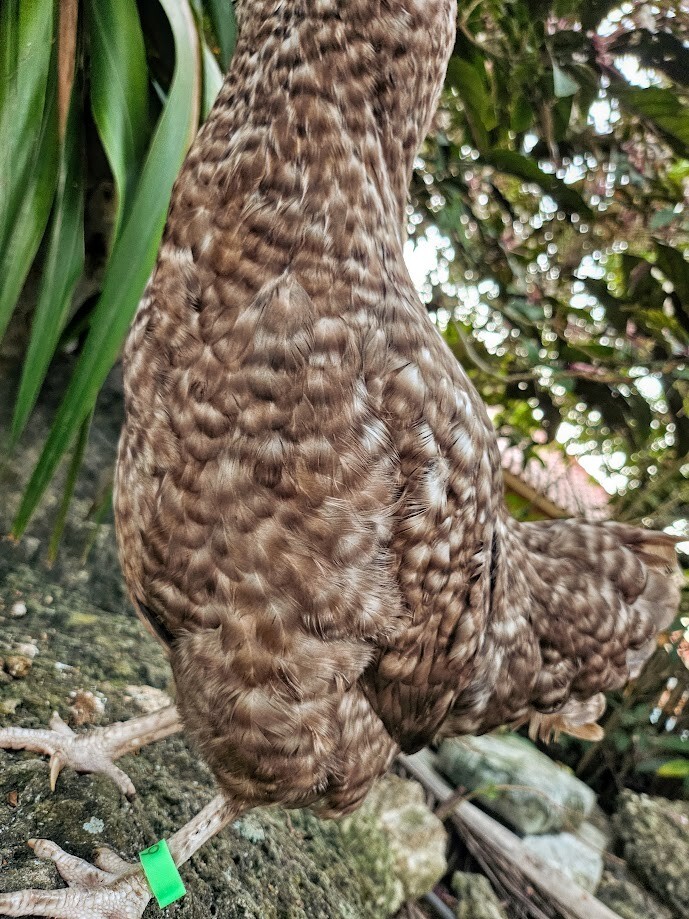 6 Chocolate Cuckoo Ameraucana Hatching Eggs - Half Dozen Shipped in Foam!