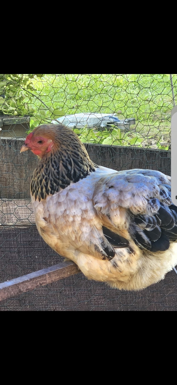 Fertile Bantam Mystery Hatch 18 eggs