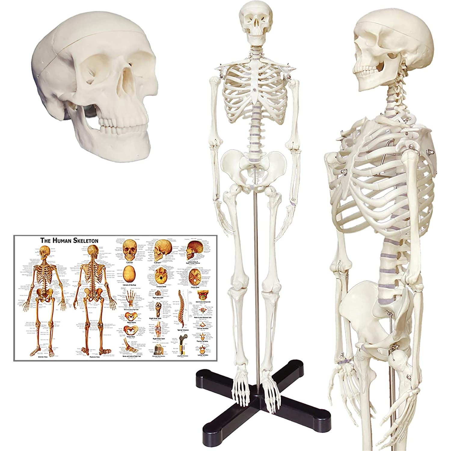 33.5" Human Skeleton Anatomy Model with Stand, Movable Limbs & Chart