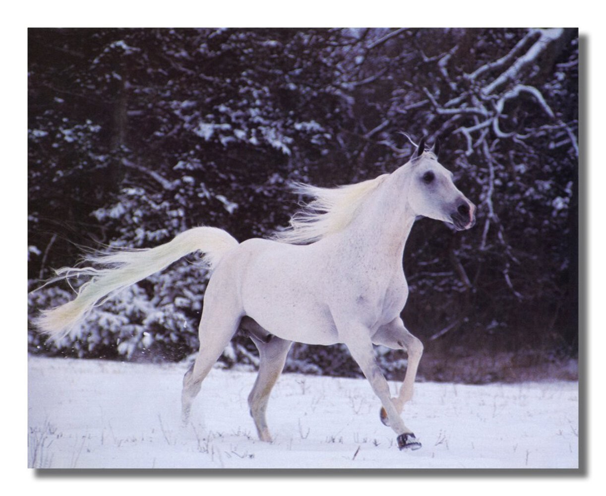 White Stallion Horse Running in Snow Western Photo Wall Picture 8x10 Art Print