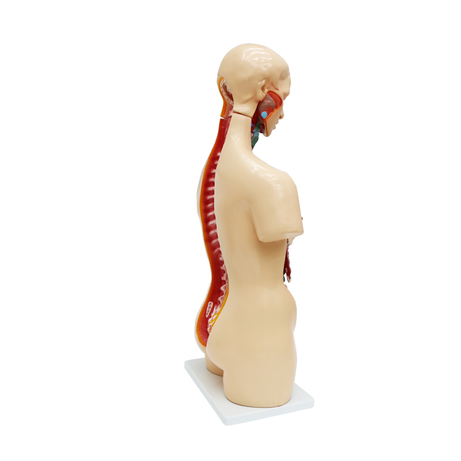Human Torso Model Replaceable Detachable Female/Male Medical Teaching Model