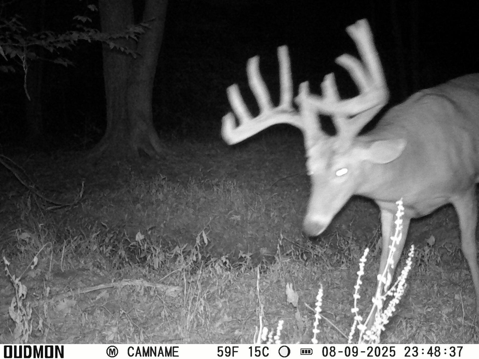 HD 200 Ionic Deer Mineral 20 Pounds