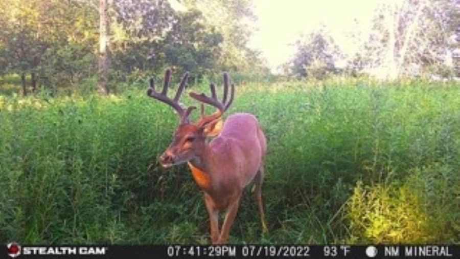 Prowler Trail Camera -16MP - Combo Pack