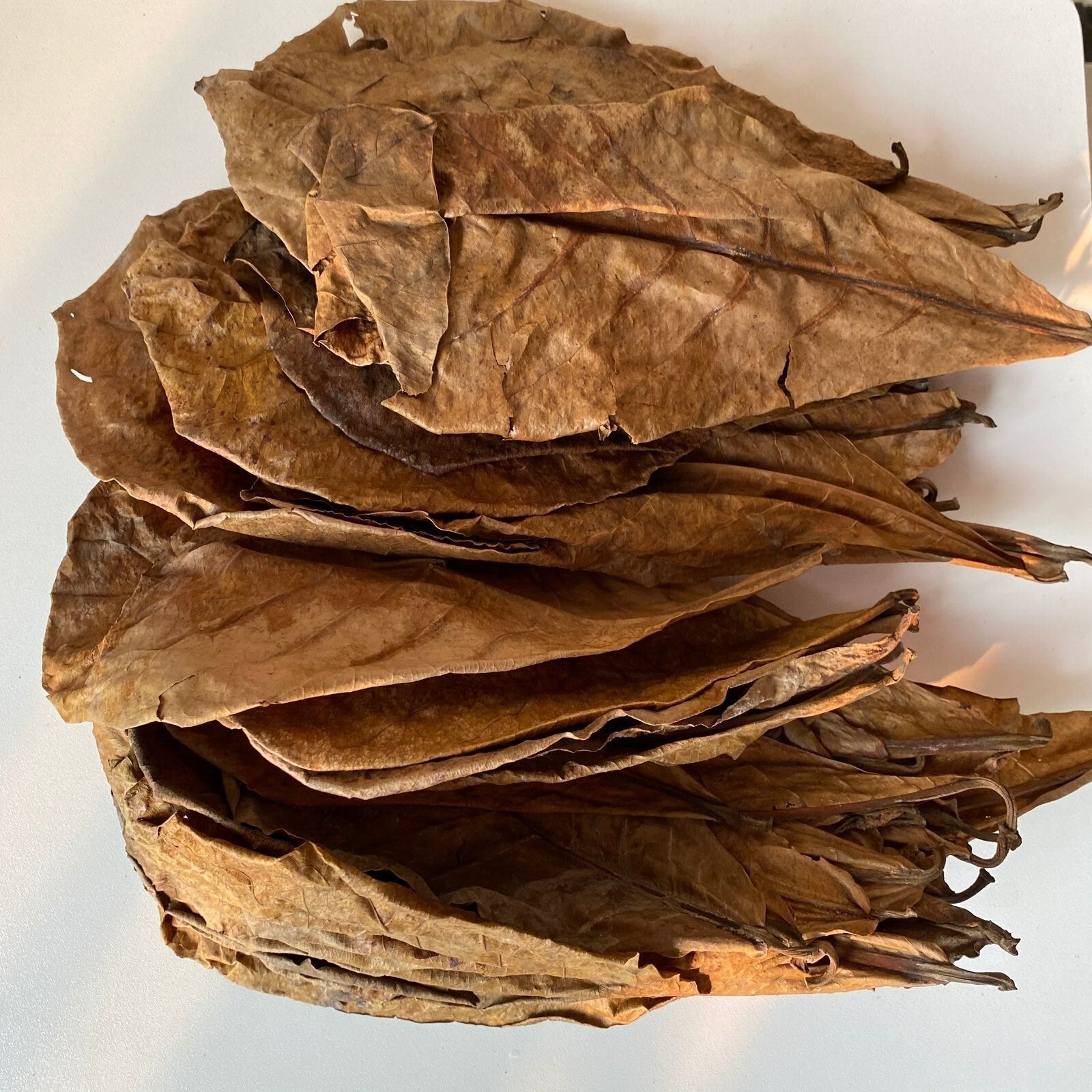 Catappa Leaves Indian Almond for Fish, Shrimp, Aquarium from Ceylon Ketapang