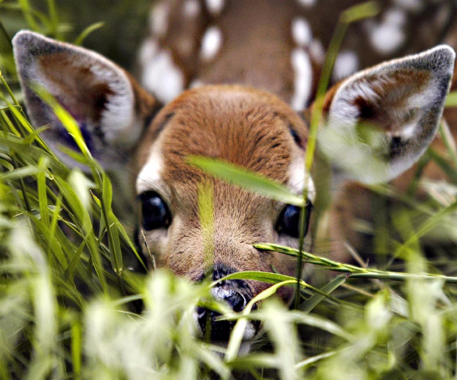 BABY DEER PEEK A BOO  FAWN MOUSE PAD  9 X 7