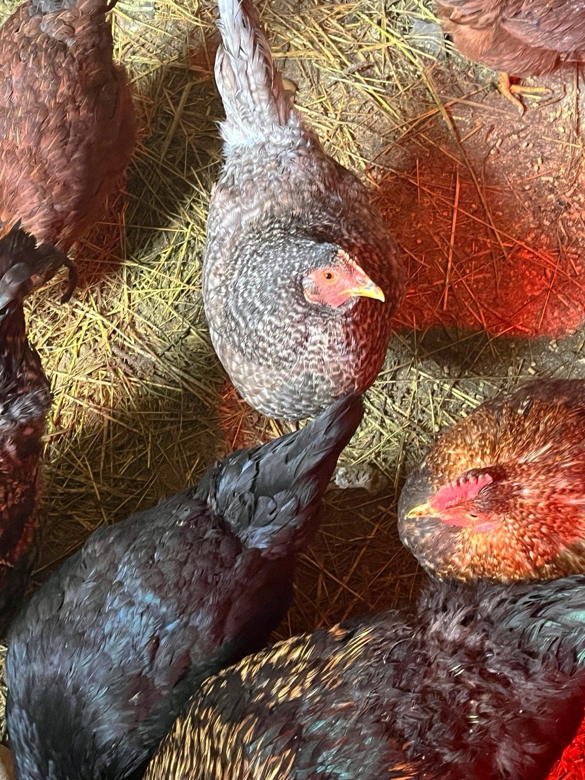 1doz.++ Assorted Species Fertile Hatching Eggs Turkey/chicken/duck