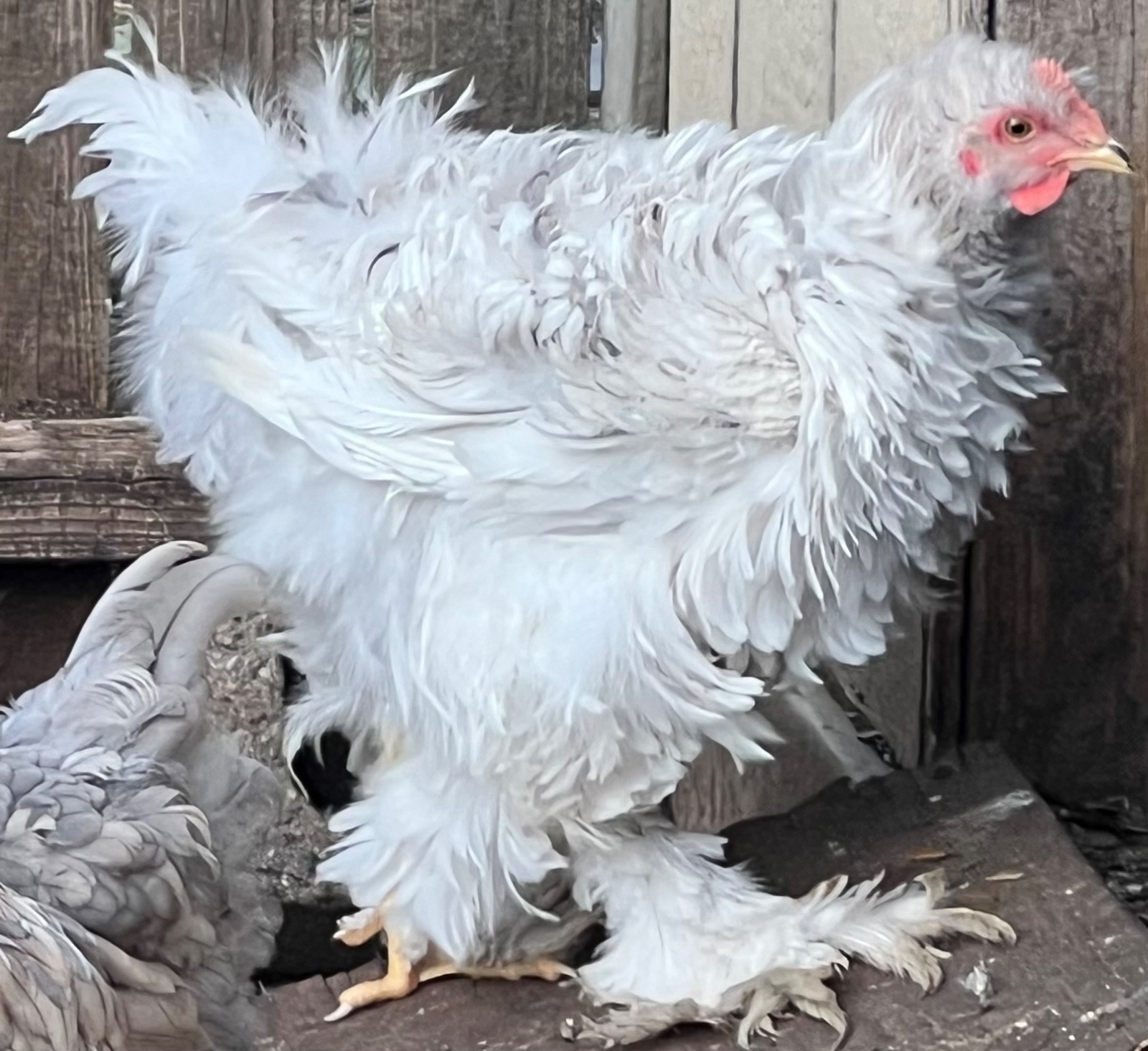 Standard Cochin Hatching Eggs Possible Frizzle 6 Pack