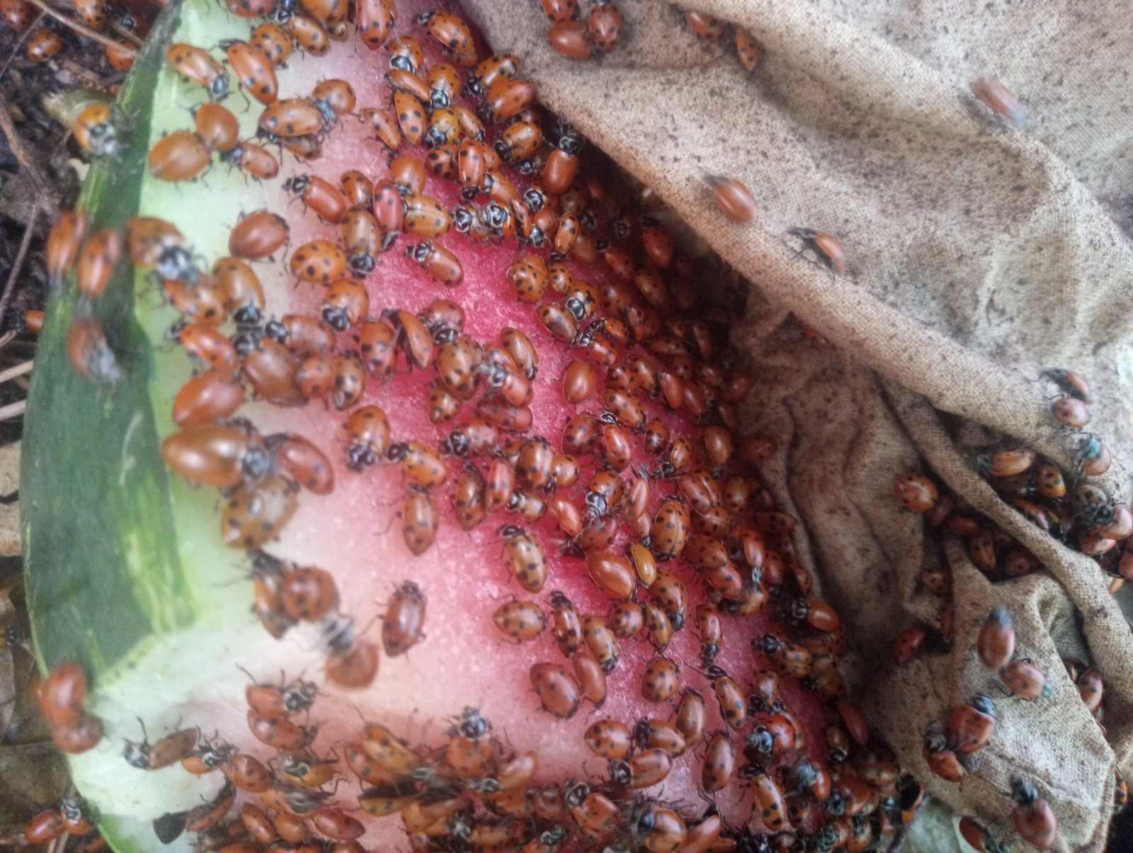 1500 live LADYBUGS fresh natural  aphid control nature's helpers healthy garden