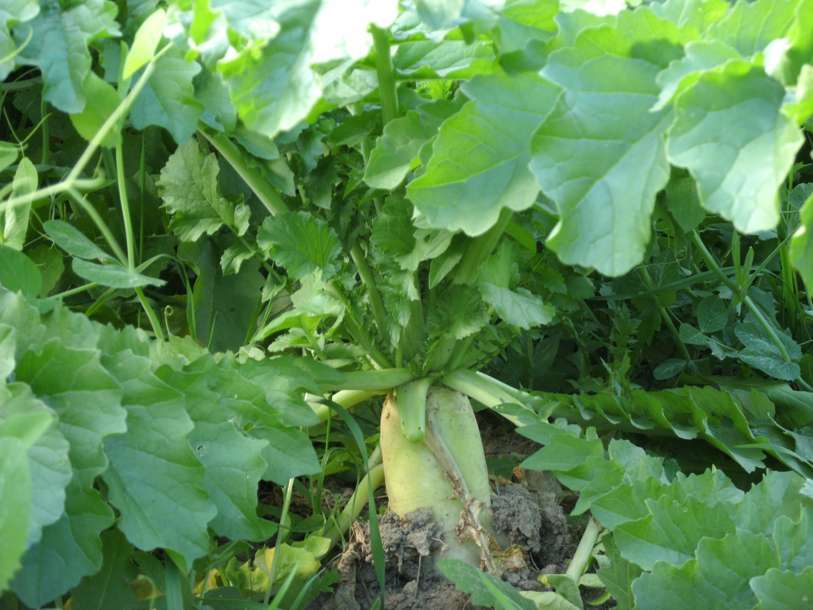 FOOD PLOT seed - 5 lbs BIG Daikon Forage RADISH - HUGE!