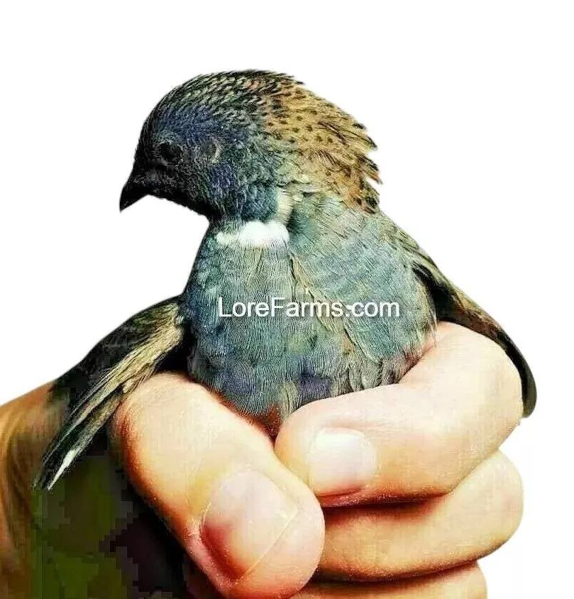 12 (+3EXT) ❤️LORE FARMS Button Quail Hatching Eggs Chinese Painted SPECIAL RARE