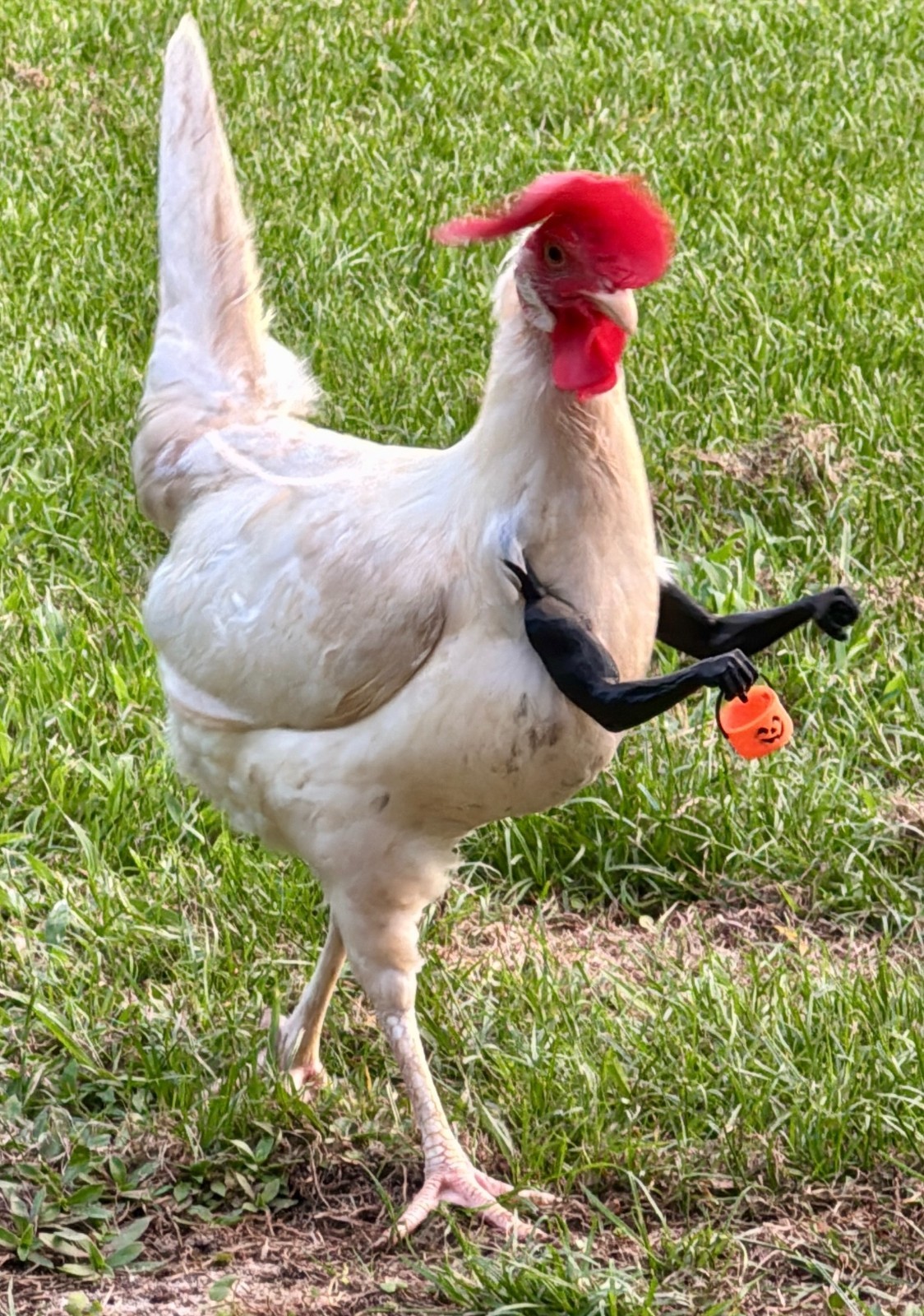 Trick Or Treat Mother Clucker's Chicken Arms A Must Have For Your Flock