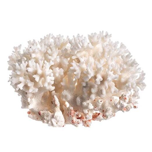 White Sea Coral | Lace Coral Pocillopora Damicornis | Plus Free Nautical eBook