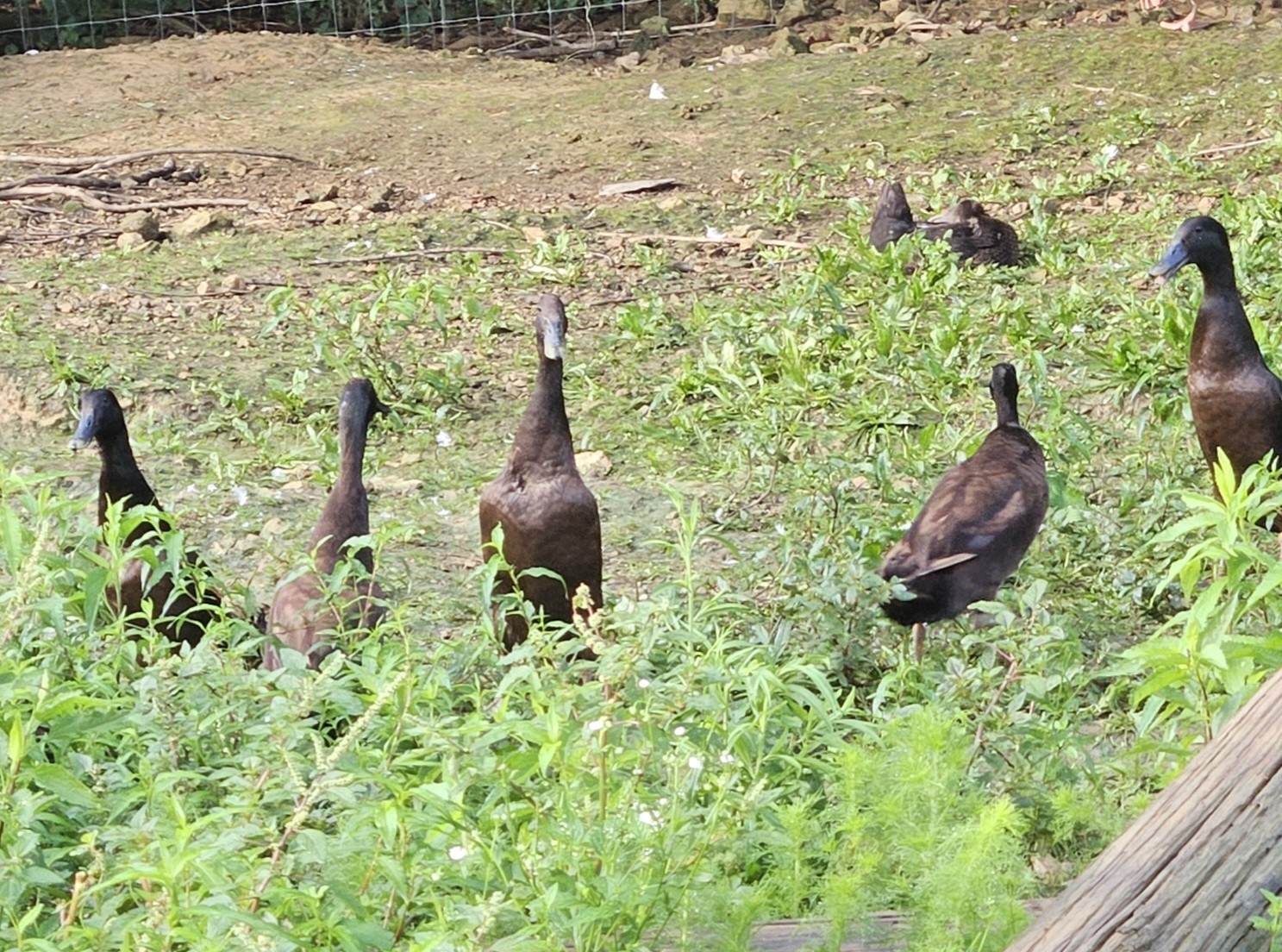 10+2 Chocolate Runner Duck Hatching Eggs