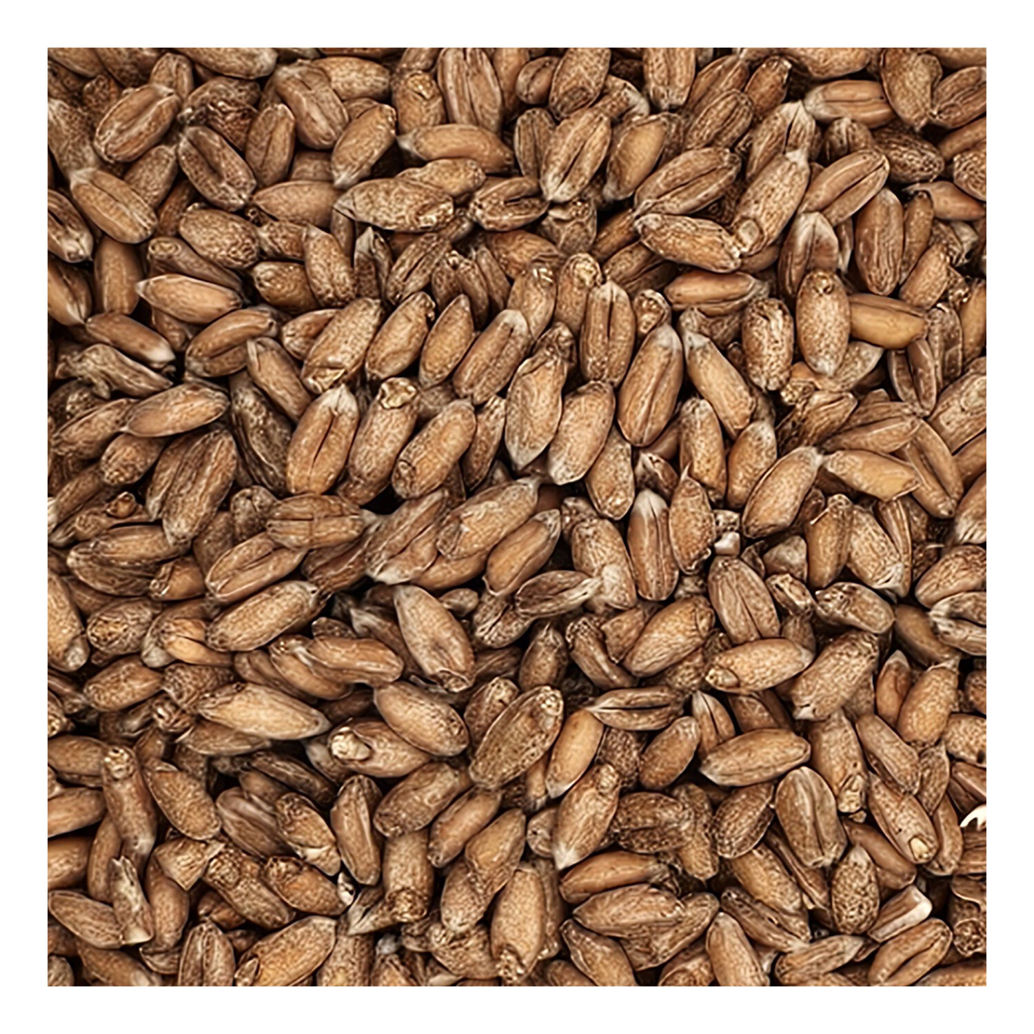 Home Brew Ohio Spelt Grain 5lb
