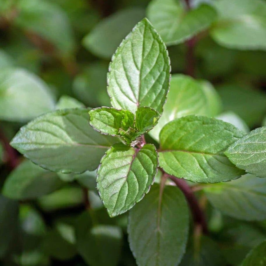 Votaniki Chocolate Mint Plant - Mentha Piperita CV ‘Chocolate Mint’ Live Plant