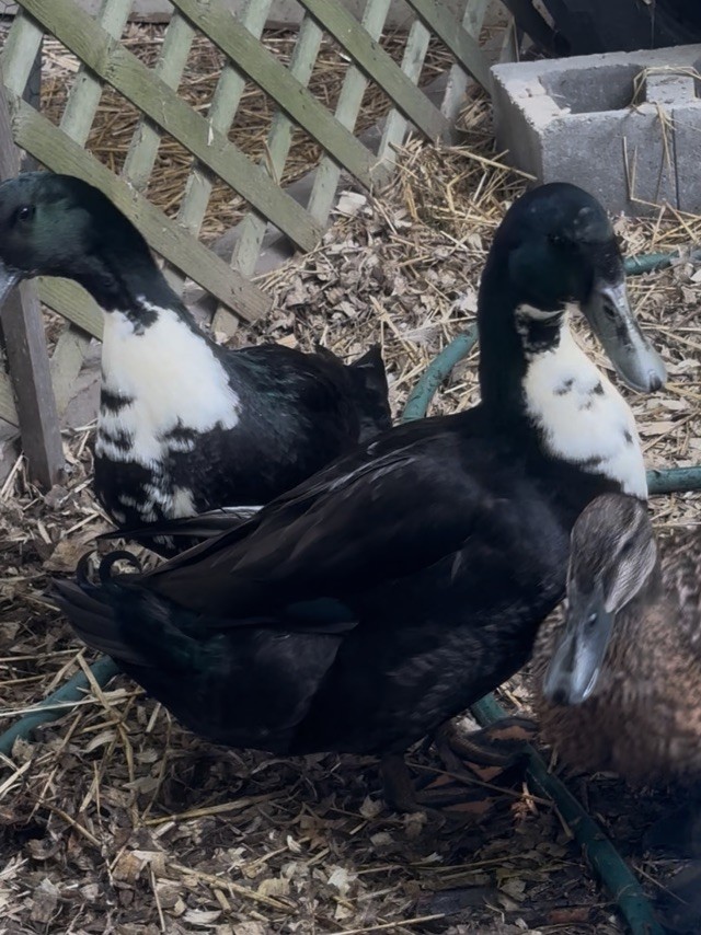 4 BLACK SWEDISH DUCK EGGS- WILL SHIP SAME DAY LAID