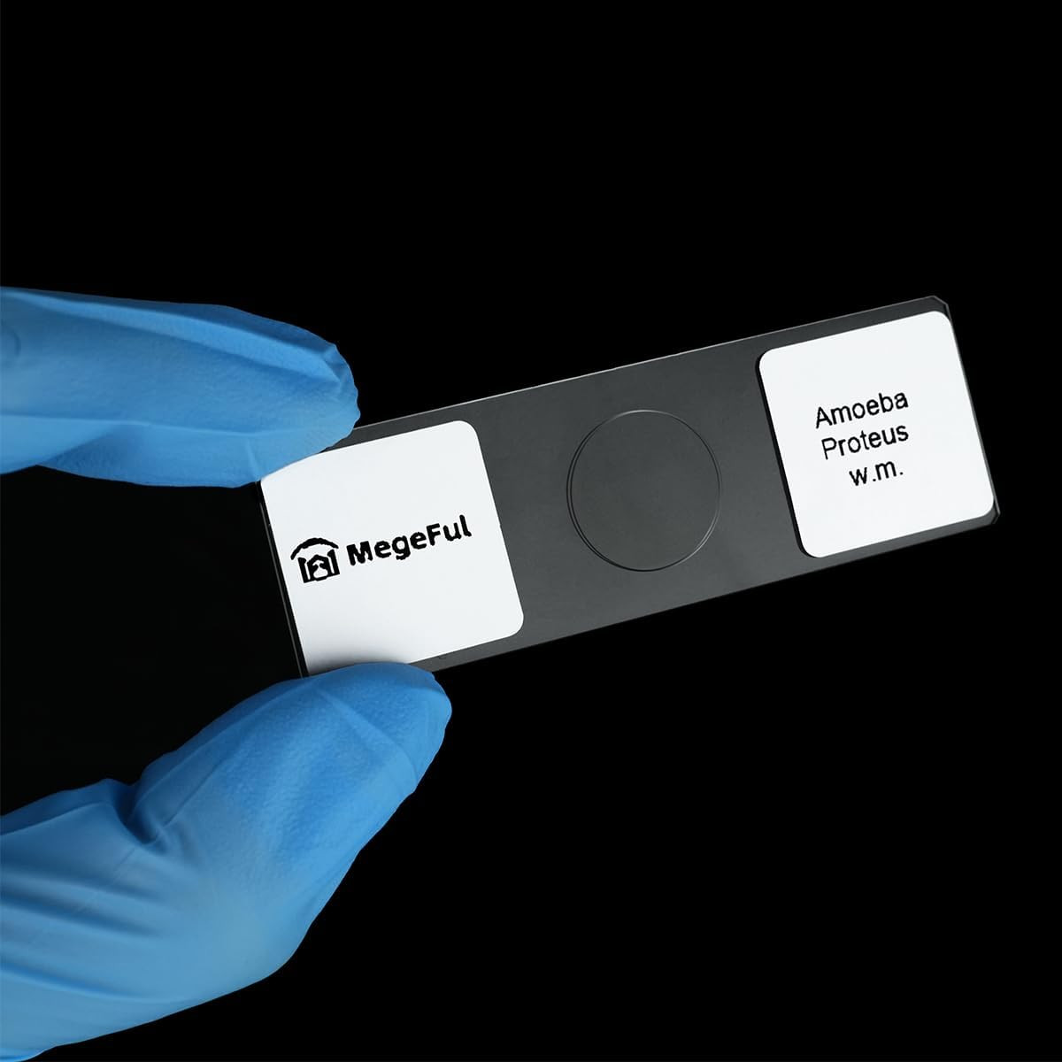Prepared Microscope Slides for Apologia Biology Series, 16PCS Microscope Slides
