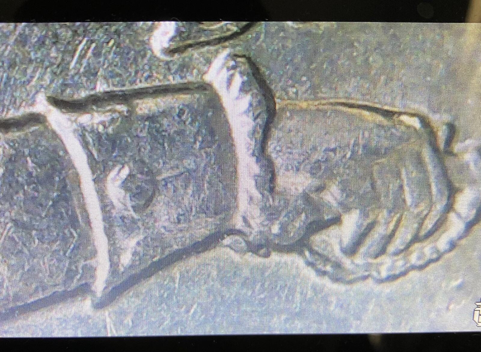 2021 P Crossing The Delaware Quarters Struck Through, DDR Errors