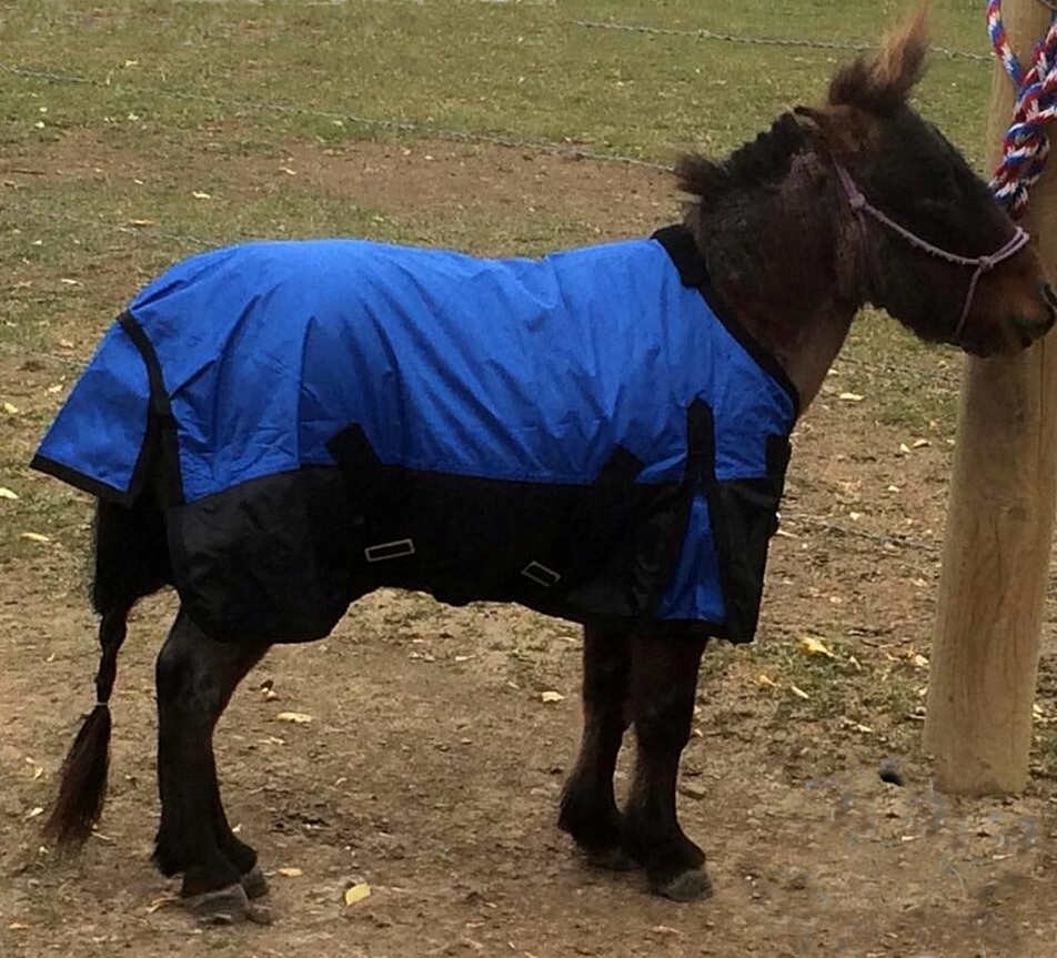 Miniature Horse Waterproof Turnout Sheet - 1200D - Sz 36" to 50" - Purple - Blue