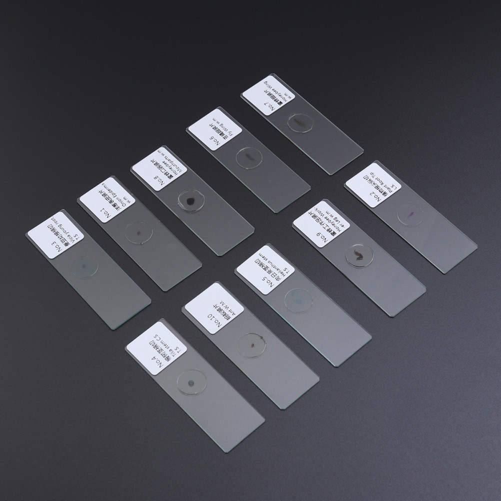 10 PCS/Set Insect Observation Tool Prepared Microscope Sample Slides Kit