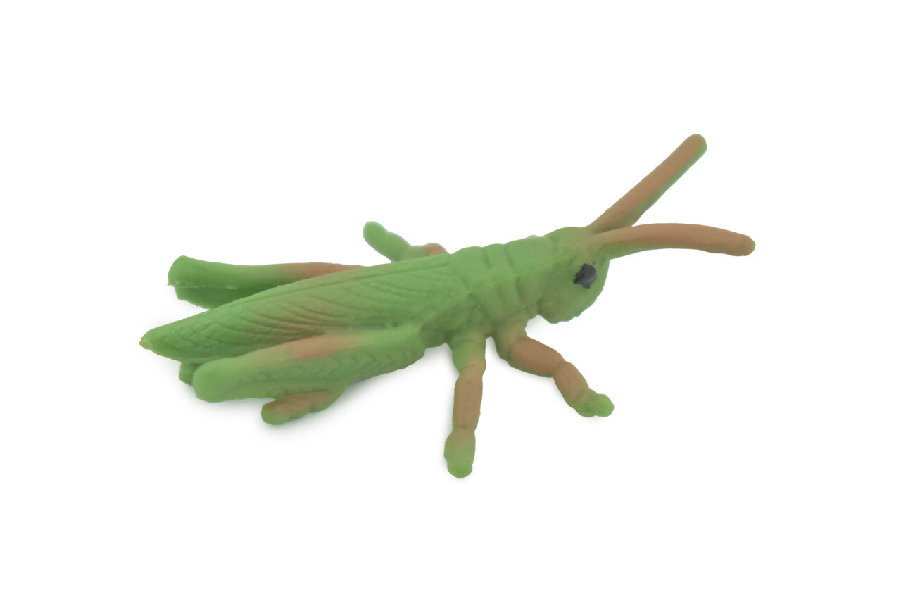 Grasshopper, Locust Insect, Realistic, Toy, Figure, Model, Gift, 2 " CH619 BB167