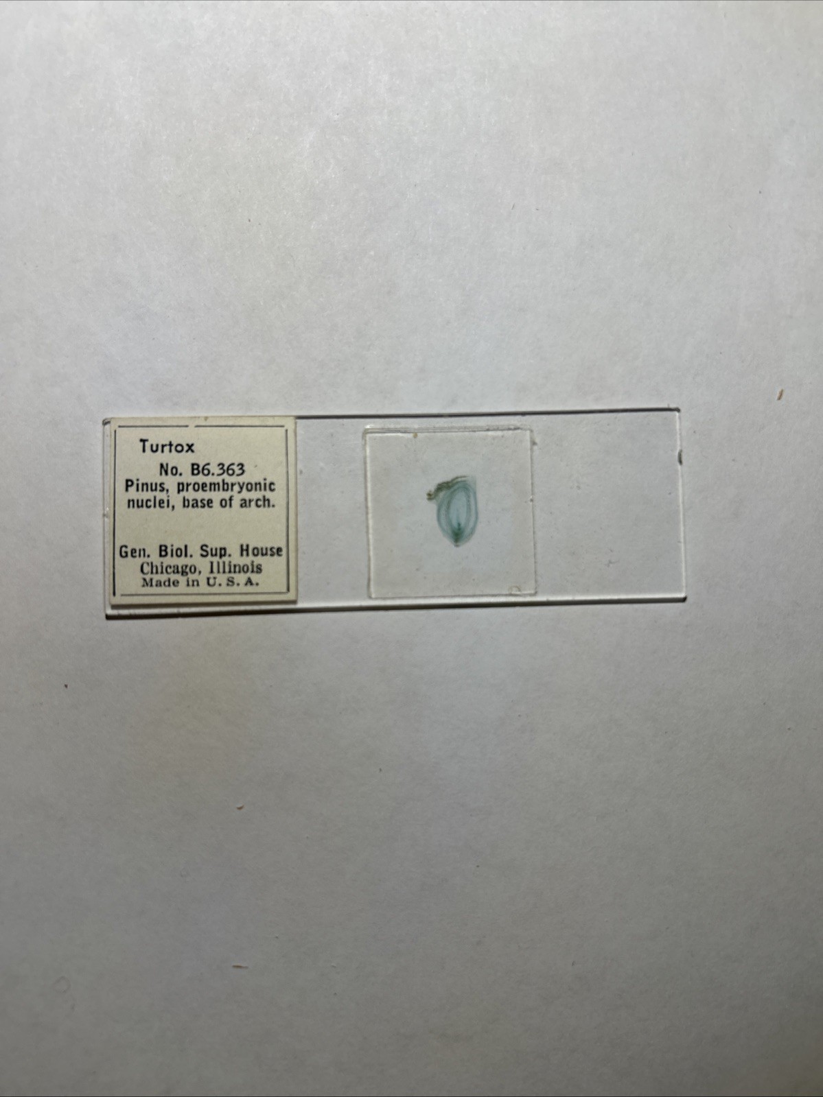 Turtox Pinus, proembryonic nuclei, base of arch. No. B6.363; 1 Microscope Slide