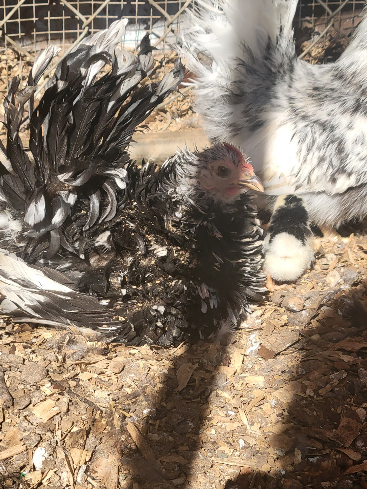 12+ Exchaquer Serama Hatching Eggs