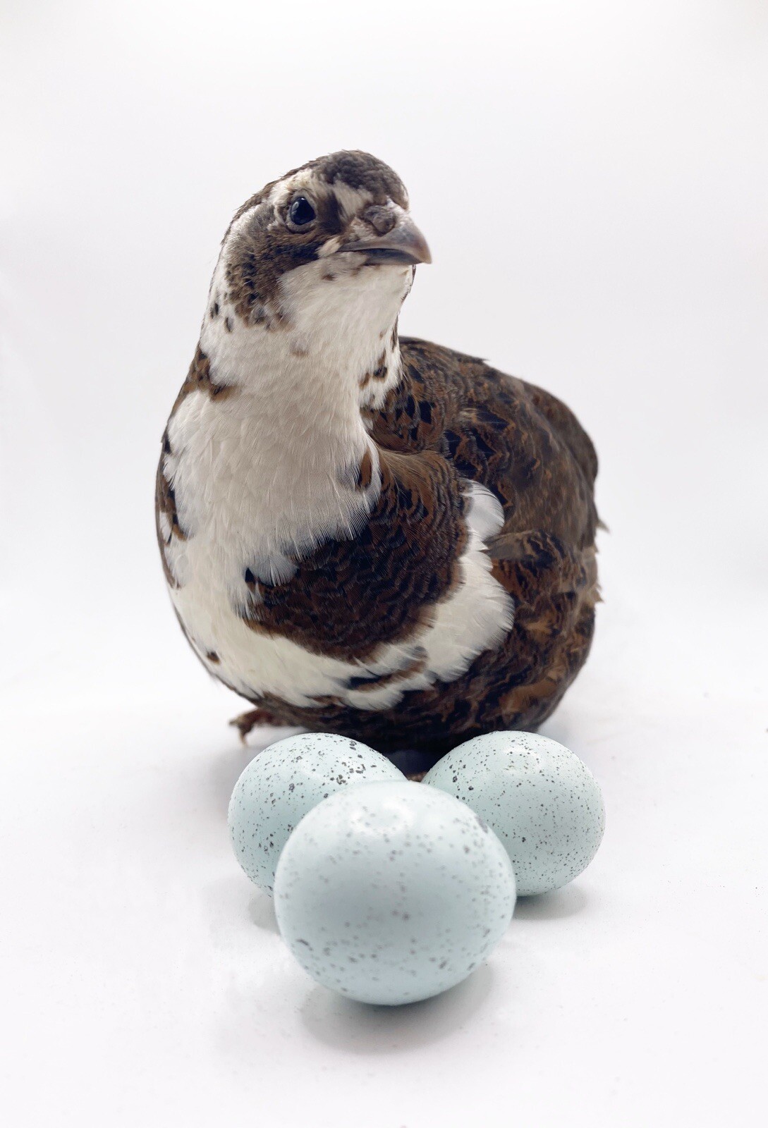 40+ Celadon Coturnix Quail Hatching Eggs - Blue Egg Layers