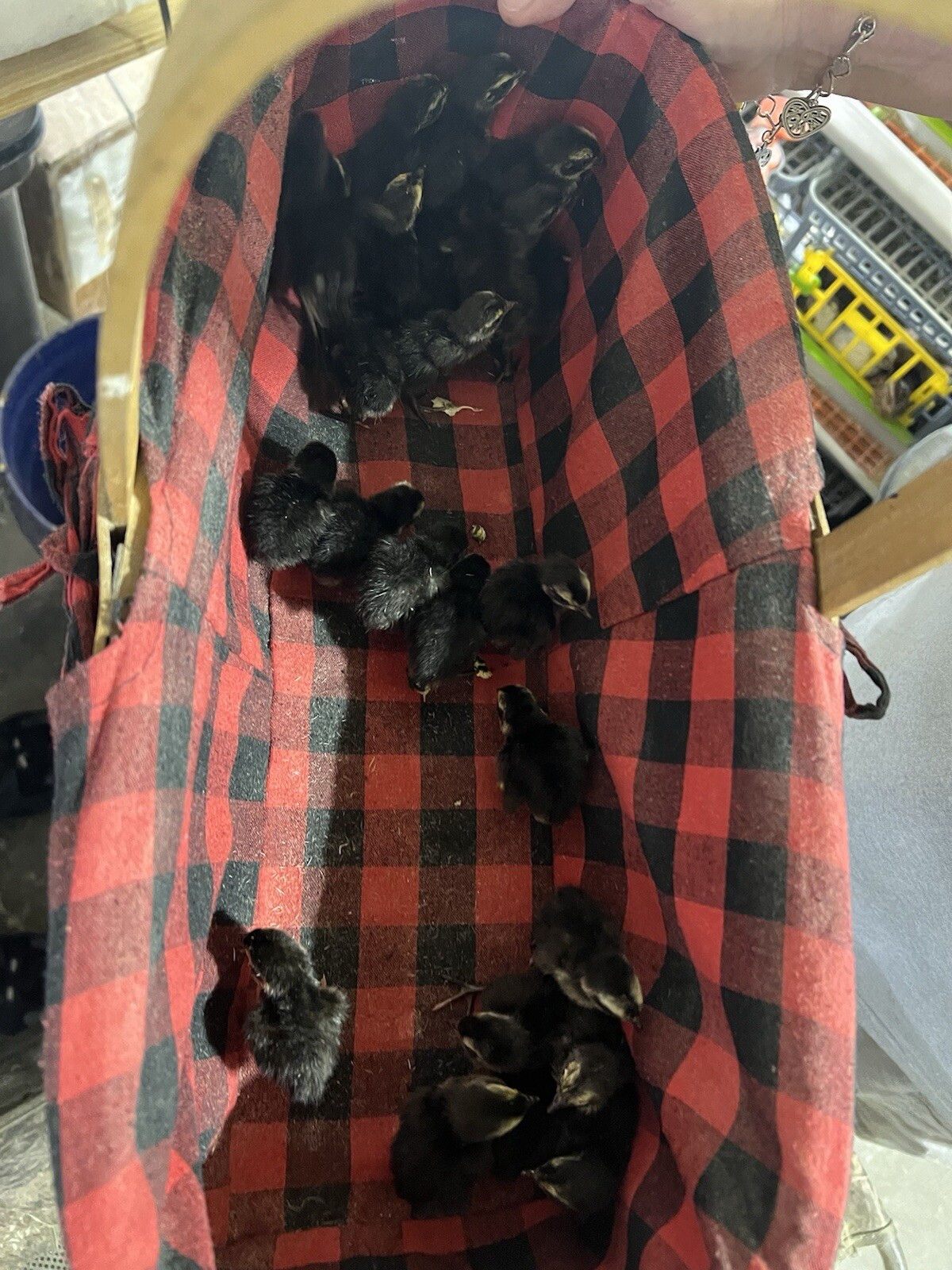 48 All Black Coturnix Quail Hatching Eggs