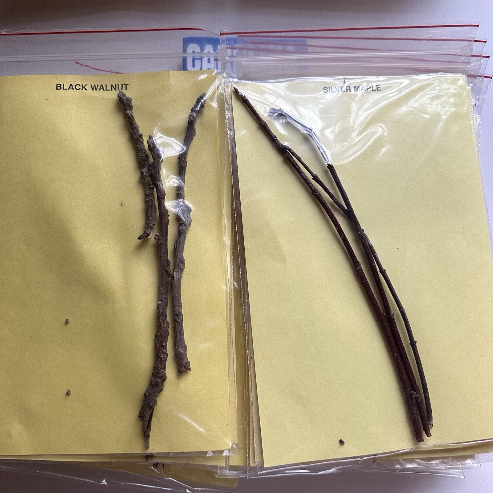 Vintage 70s Twig Identification Kit Tree Microscope Slides Nature
