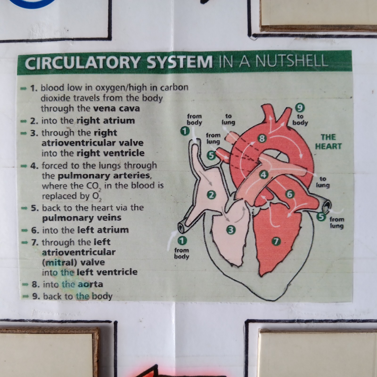 Cardiovascular- Circulatory System Student Activity 7th - 12th Grade