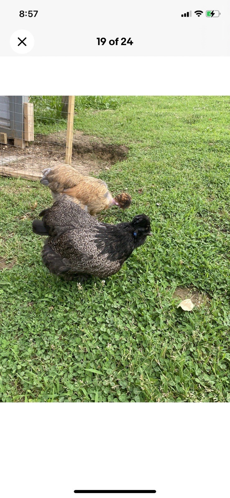 24 Bearded Silkie Hatching Eggs
