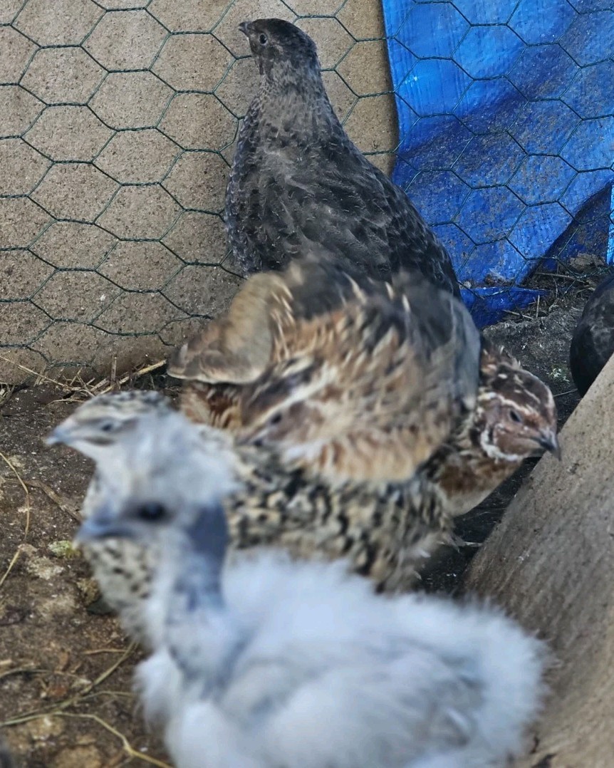 Vaux Fields Poultry Farm - 12 Assorted *Mystery* Hatching Eggs!