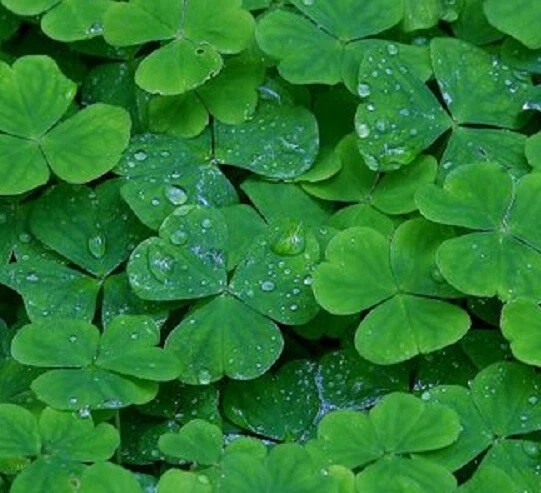 Bonide Chickweed, Clover and Oxalis Killer, 16 oz Concentrate, Controls Weeds
