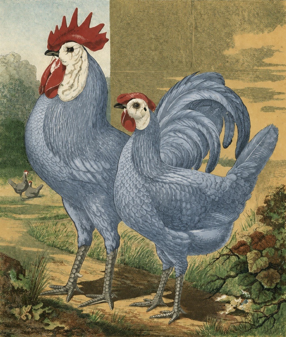 White Face Blue Spanish Fertile Eggs Large Fowl (6+)  RARE
