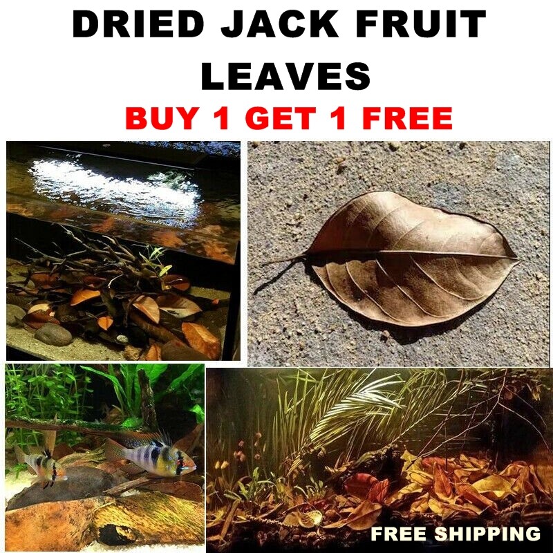 Ceylon Organic Dried Jack Fruit Leaves Antibiotic Biofilm Betta Shrimp Aquarium
