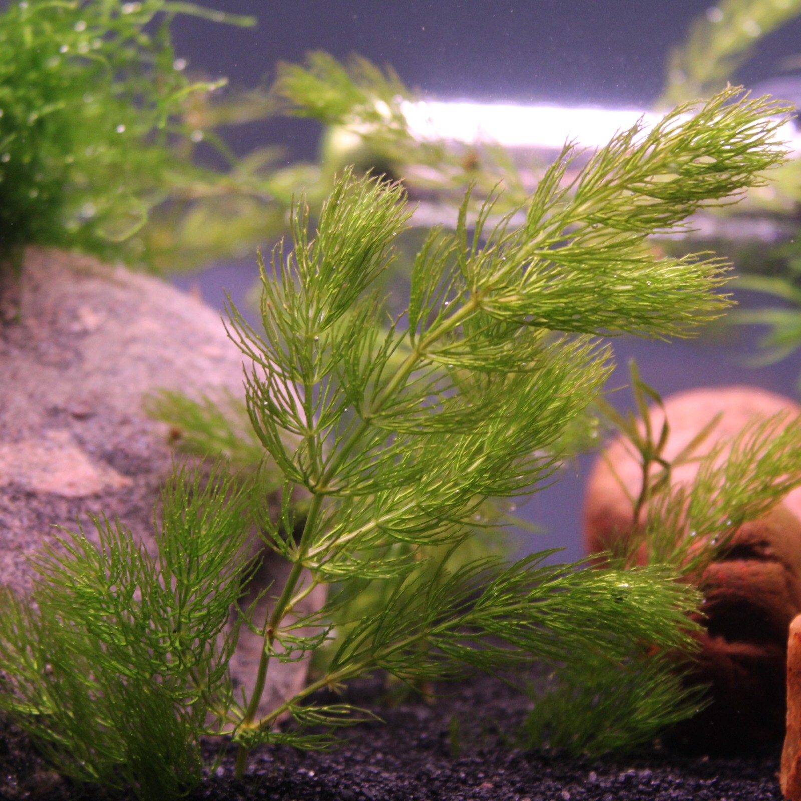 3+ Hornwort Live Aquarium Plants