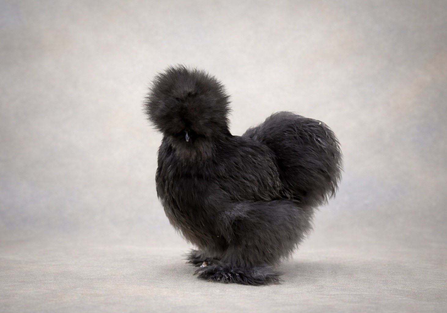 Silkie Hatching Eggs NPIP Blue Black Paint Cuckoo 6+ Show Quality”