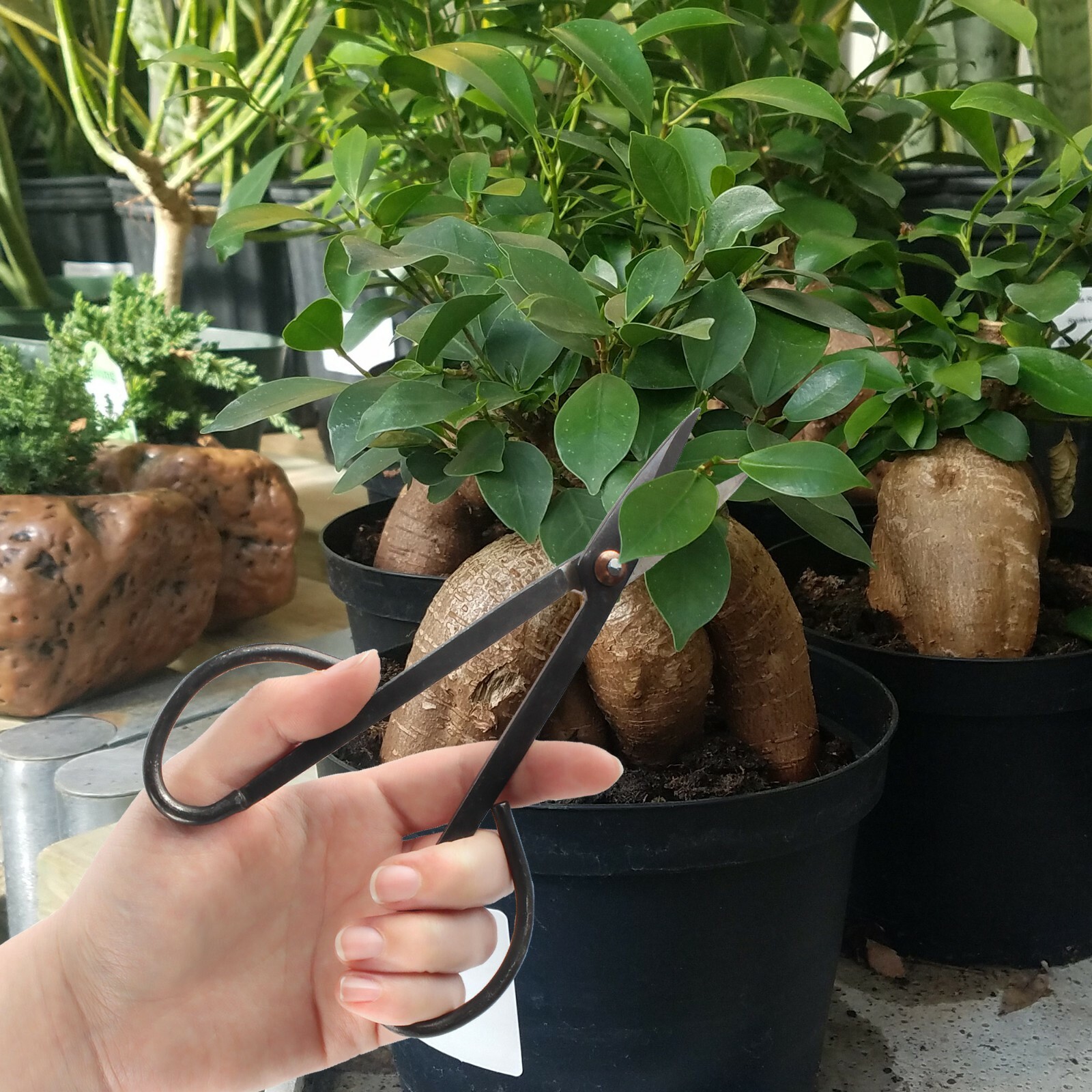 BambooMN 7.2" Black Bonsai Trimming Shear