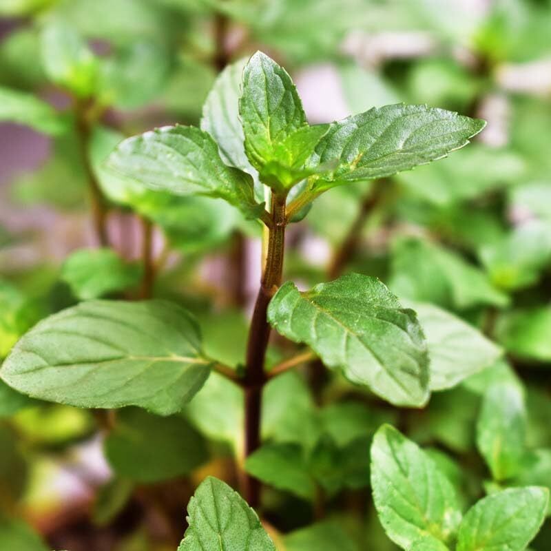 Votaniki Chocolate Mint Plant - Mentha Piperita CV ‘Chocolate Mint’ Live Plant