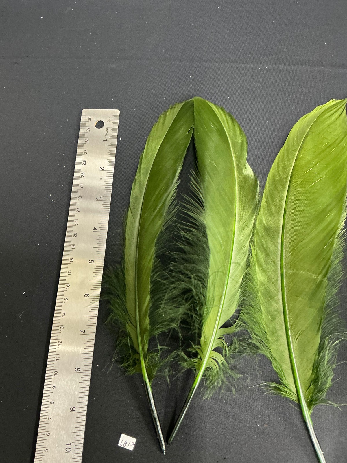Large Dyed Swan Wing Feathers Forrest Green