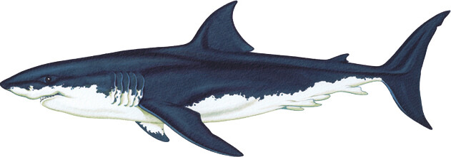 SHARK Embroidered Shoulder Patch 3-3/4" (3001)