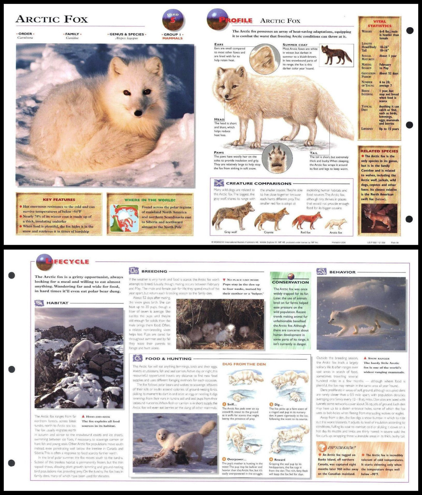 Fold-Out Sheet - Arctic Fox - 5